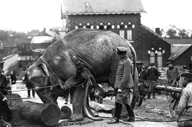 第一次世界大战600万动物都来打仗，堪称复仇者联盟4中灭霸军团